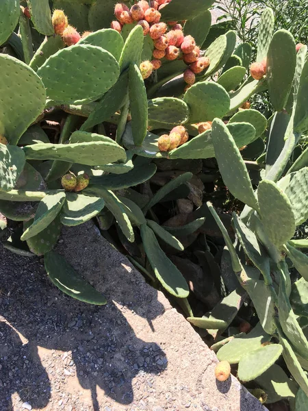 Cactus frukt bakgrund isolera — Stockfoto