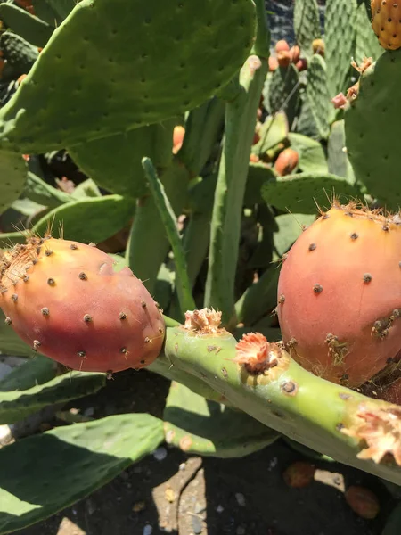 Cactus frukt bakgrund isolera — Stockfoto