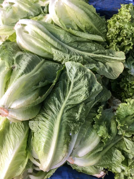 Lettuce background isolate — Stock Photo, Image