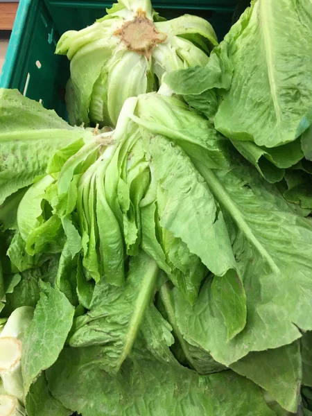Lettuce background isolate — Stock Photo, Image