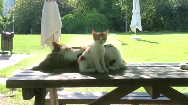 Katten Kittens Tuin — Stockvideo