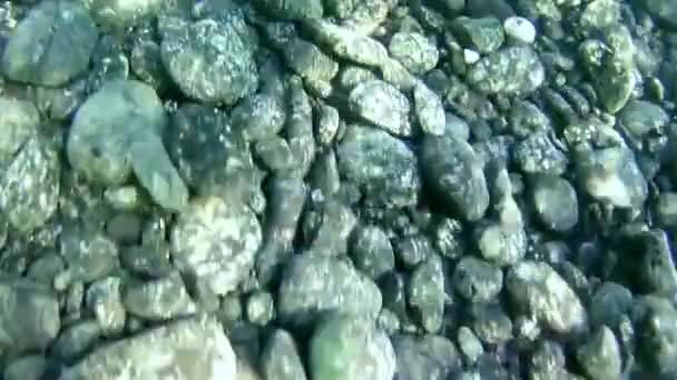 Pietre Sotto Verde Acqua — Video Stock