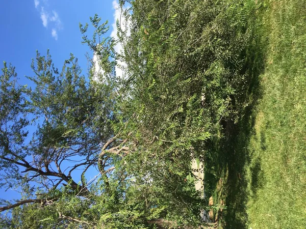 Baum Und Der Himmel Ist Natürlicher Hintergrund — Stockfoto