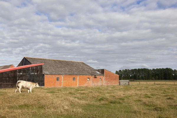 Barn and meat cow in flanders meadow between ghent and bruges in — Stock Photo, Image