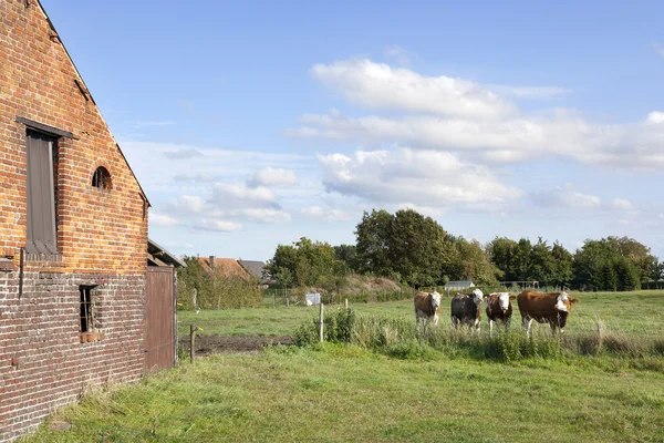 Étable et vaches en Flandre prairie entre ghent et bruges en bel — Photo