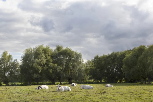 Belgiu 겐트, 브루헤 사이 플랑드르 초원에 하얀 소 — 스톡 사진