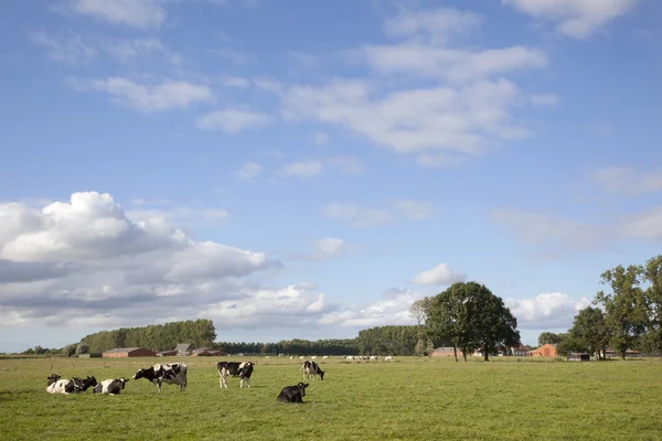 Vacas blancas y negras en el prado de Flandes entre ghent y Brujas —  Fotos de Stock