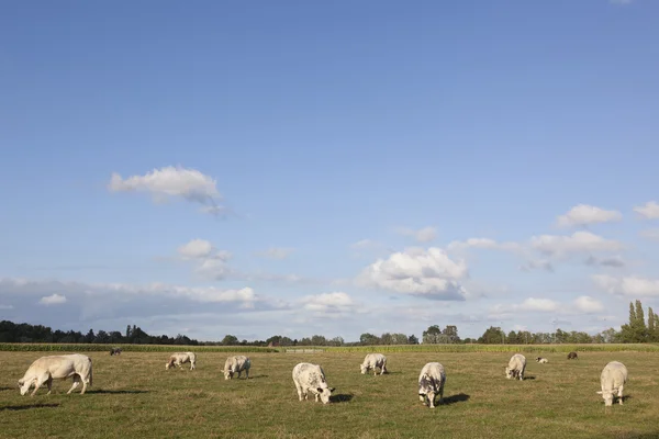 Vacas brancas em flanders prado entre ghent e hematomas em belgiu — Fotografia de Stock