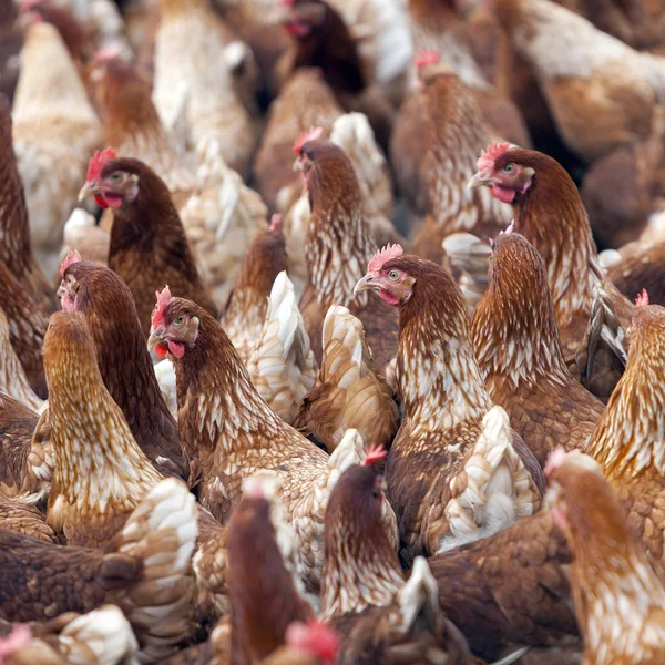 Muchos pollos marrones fuera de granja avícola en Holanda — Foto de Stock