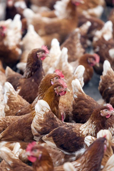 Muchos pollos marrones fuera de granja avícola en Holanda — Foto de Stock