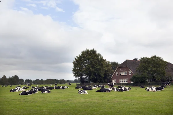 Vacas blancas y negras en el prado cerca de casa de campo en los Países Bajos —  Fotos de Stock