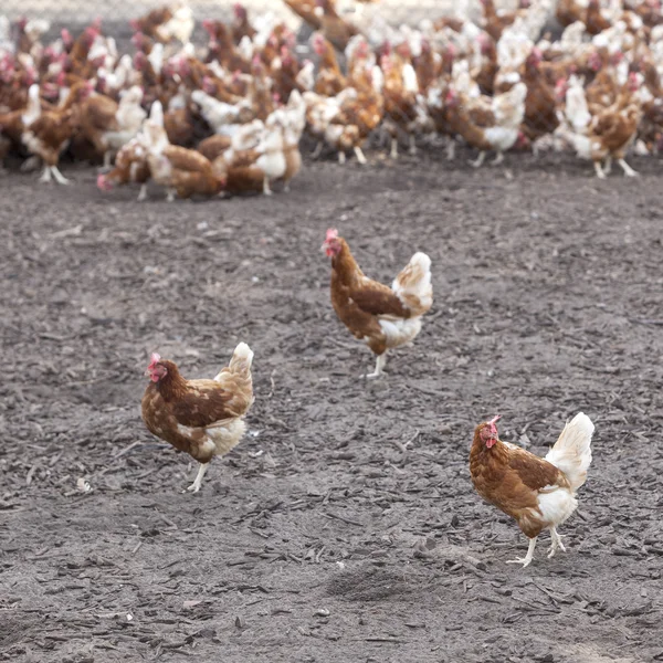 Muchos pollo marrón fuera de la granja en la tierra — Foto de Stock
