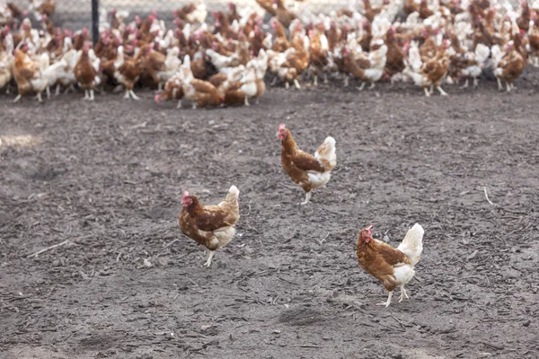 Muchos pollo marrón fuera de la granja en la tierra — Foto de Stock