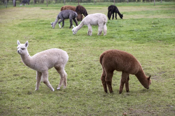 Brown, black, grey and white young alpaca in green meadow — Stock Photo, Image