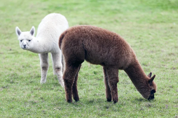 Brown and white young alpaca in green meadow — Stock Photo, Image