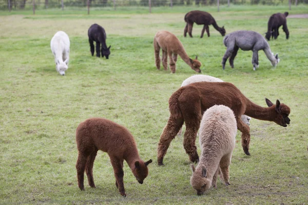 Alpacas of several different colors in green meadow — Stock Photo, Image