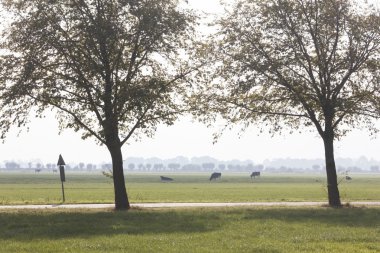 Vinkeveen yakınındaki yeşil Hollandalı çayırda siyah beyaz inekler