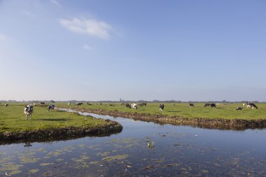 Vinkeveen yakınındaki yeşil Hollandalı çayırda siyah beyaz inekler