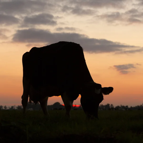 Silhouette of grazing cow against sky with setting sun — Stock Photo, Image