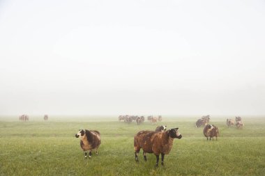 koyun ve stand nethe sabah erken puslu çayırda otlatmak