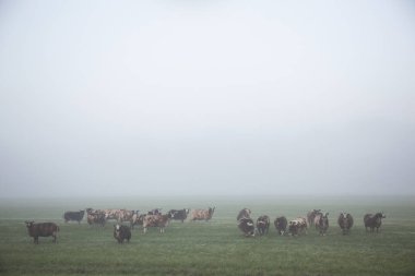 koyun ve stand nethe sabah erken puslu çayırda otlatmak