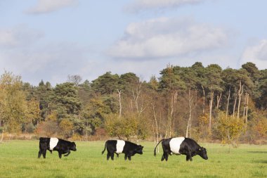 black and white lakenvelder cow in dutch meadow near Amersfoort  clipart