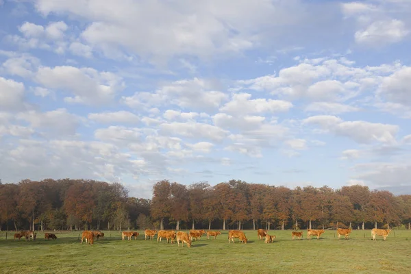 Vacas limusinas en el prado antes del bosque otoñal en tibia lig de la mañana — Foto de Stock