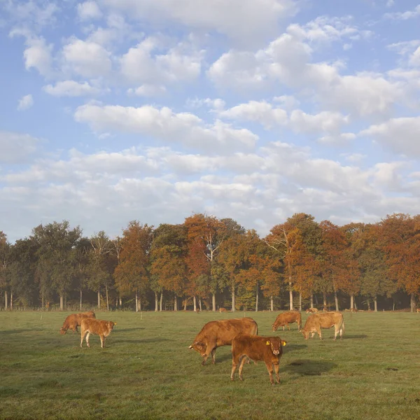 Limousin calves and cows in meadow before autumn forest in morni — Stock Photo, Image