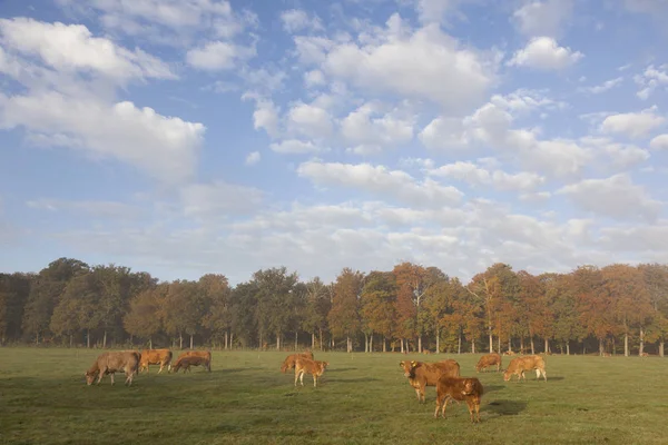 Limusina vacas en prado holandés antes del bosque de otoño en cálido morni — Foto de Stock