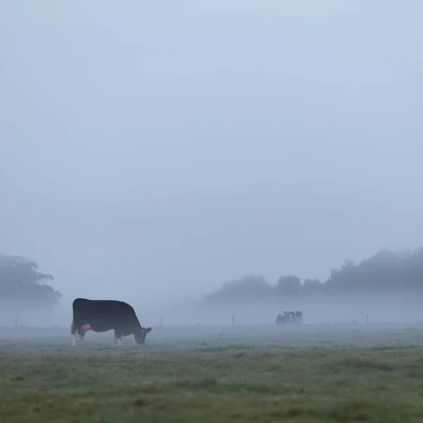 Tres vacas manchadas en el prado brumoso de la mañana temprano en el Netherlan — Foto de Stock