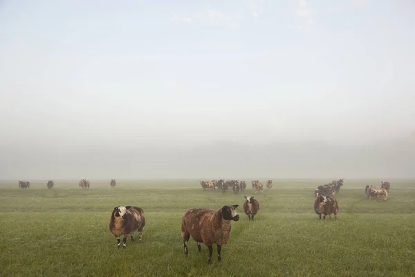 Sheep stand and graze in early morning misty meadow in the nethe — Stock Photo, Image