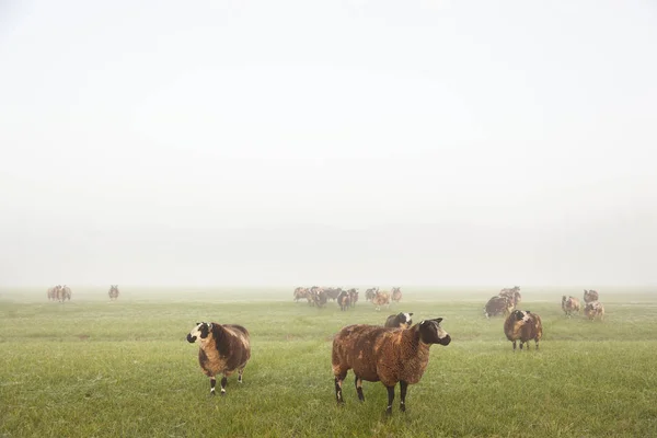 Ovejas se paran y pastan en el prado nebuloso de la mañana temprano en el nethe — Foto de Stock