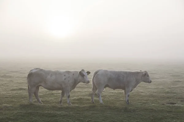 Dos vacas de carne blanca en el prado brumoso de la madrugada en Holanda — Foto de Stock