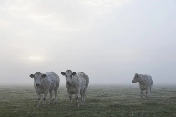 Three white meat cows in early moring misty meadow in holland — Stock Photo, Image