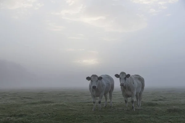 Dwa białe mięso krów w początku moring misty meadow w Holandii — Zdjęcie stockowe