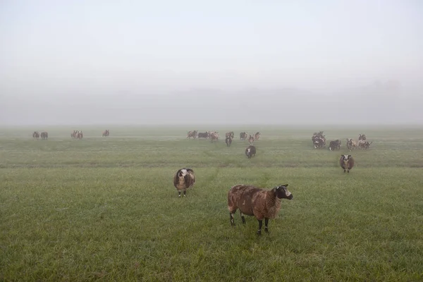 Owce stanąć i pasą się wcześnie rano misty meadow w nethe — Zdjęcie stockowe