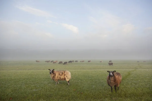 绵羊站和在 nethe 在清晨朦胧的草场上吃草 — 图库照片