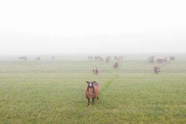 Sheep stand and graze in early morning misty meadow in the nethe — Stock Photo, Image