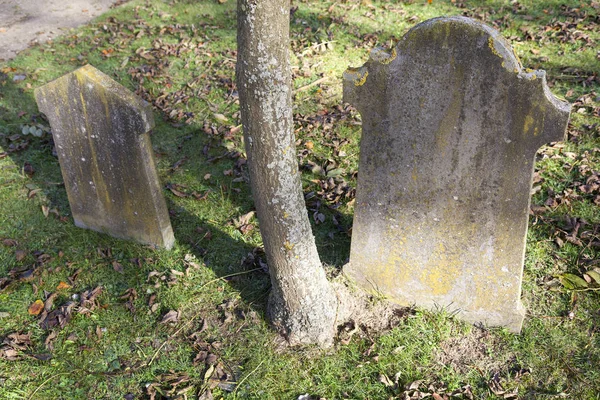Two old gravestones and trunk of tree on old cemetery in the net — Stock Photo, Image