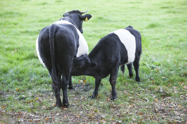 Vaca lakenvelder preta e branca no prado holandês perto de Amersfoort — Fotografia de Stock