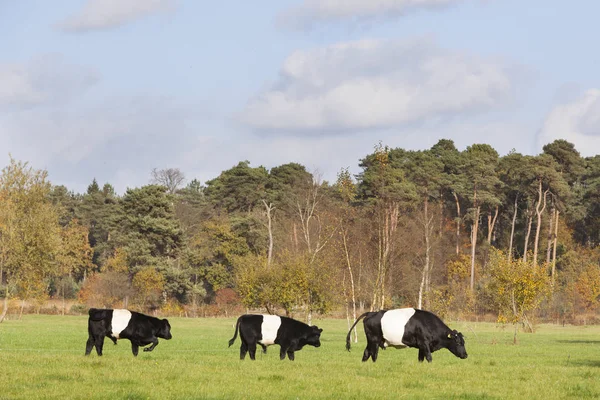 黑色和白色 lakenvelder 牛在荷兰阿默斯福特附近草甸 — 图库照片
