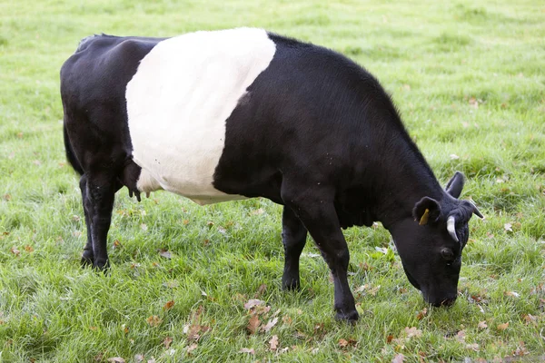 Vaca lakenvelder blanca y negra en prado holandés cerca de Amersfoort — Foto de Stock