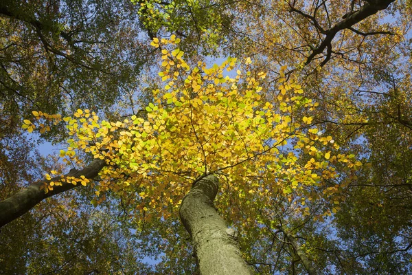 Hojas de haya de otoño amarillo y cielo azul brillante —  Fotos de Stock