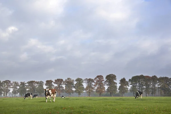 Spotted cows in sunny meadow before autumn oak trees — Stock Photo, Image