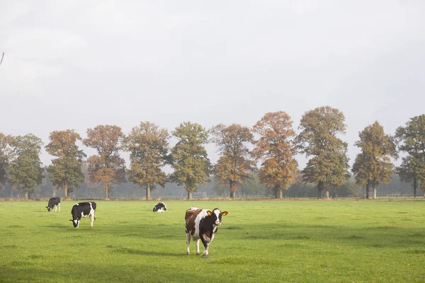 Vacas manchadas en el prado erly sol en los Países Bajos con roble —  Fotos de Stock