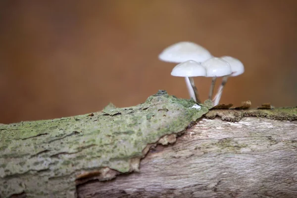 Pordelain houby na starý bukový kmen na lesní půdě — Stock fotografie