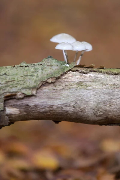 Pordelain houby na starý bukový kmen na lesní půdě — Stock fotografie