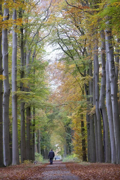 Hombre pasea perro en camino forestal en el otoño entre hayas i — Foto de Stock