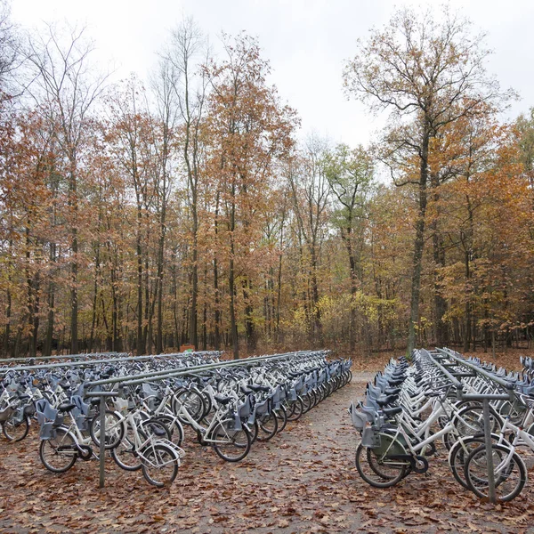 Bicicletas blancas gratuitas cerca de la entrada al parque nacional Hoge Veluwe i —  Fotos de Stock