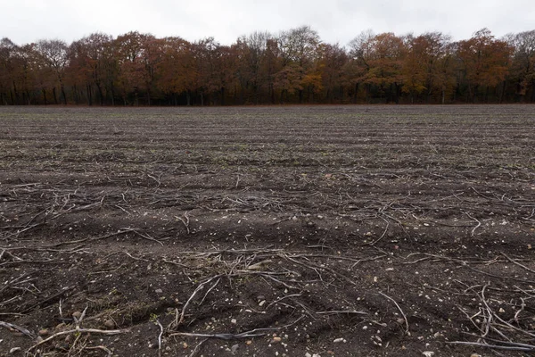 Campo vuoto dopo il raccolto nei paesi bassi vicino ai boschi vicino — Foto Stock